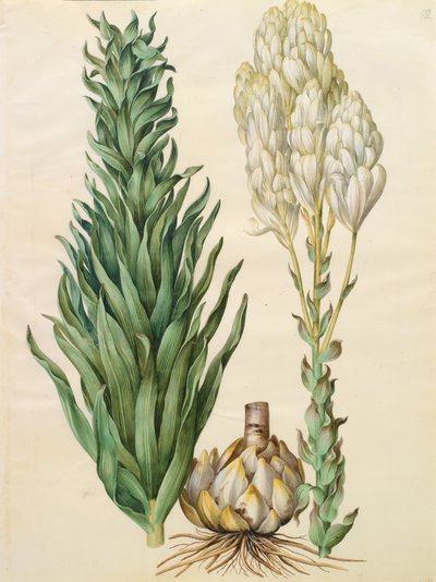 Lilium candidum monstrosum by Johannes Simon Holtzbecher